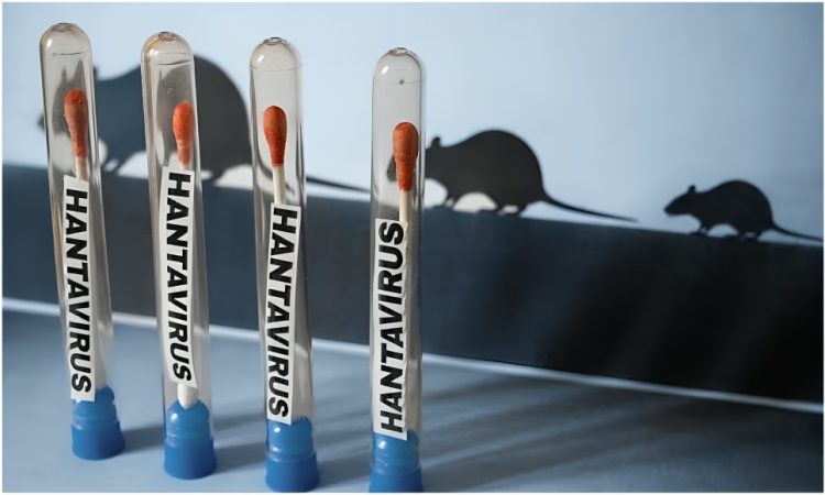 OMS asegura que brote de hantavirus no se convertirá en gran epidemia mundial y pide evitar comparaciones con covid-19 OMS asegura que brote de hantavirus no se convertirá en gran epidemia mundial y pide evitar comparaciones con covid-19